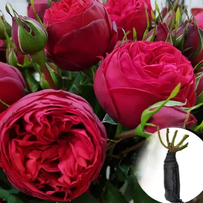 Красные пионовидные розы Ред Пиано в белой шляпной коробке (9 шт) за 4590р.  Позиция № 1333