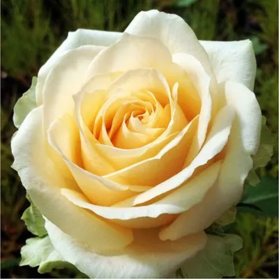 Персиковая роза Пич Аваланч 51 штука - Green Rose
