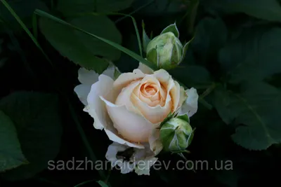 Роза Пич Аваланж (Peach Avalanche) – Питомник \"Леди Флор\"