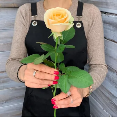 Персиковая роза Пич Аваланч 25 штук - Green Rose