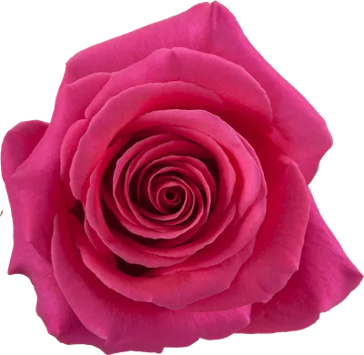 PINK FLOYD ROSE - 50CM - Wholesale Bulk Flowers - Cascade Floral