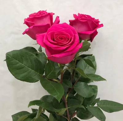 Pink Floyd Rose Variety - Hot Pink Roses near me - EbloomsDirect – Eblooms  Farm Direct Inc.