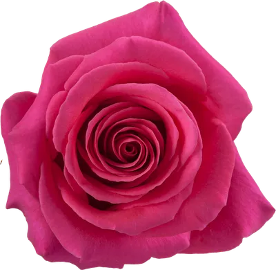 Роза pink floyd фото фотографии