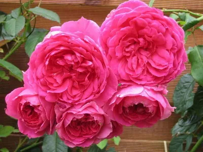 Роза Пинк Клауд (Pink Cloud), C2 (ID#148455028), цена: 30 руб., купить на  Deal.by