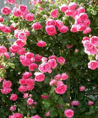 Роза плетистая Пинк Клауд (Pink Cloud) (Rose climbing Pink Cloud) -  описание сорта, фото, саженцы, посадка, особенности ухода. Дачная  энциклопедия.
