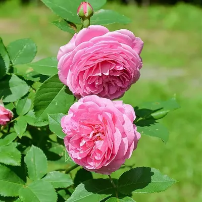 Купить плетистые розы с сильным ароматом | Продажа ароматных роз в Москве