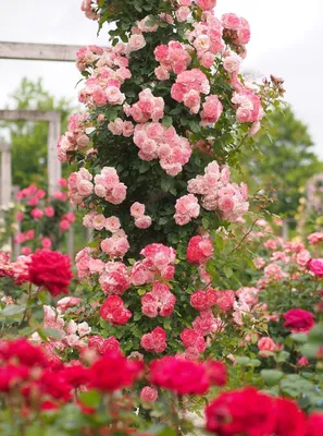 Роза плетистая мелкая розовая - 73 фото