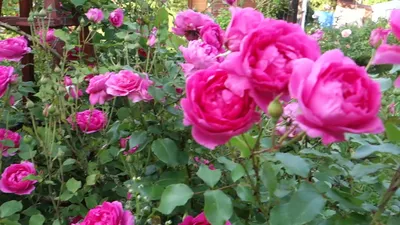 Розовая плетистая роза. Пинк Клод - YouTube