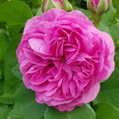 Купить плетистые розы с сильным ароматом | Продажа ароматных роз в Москве