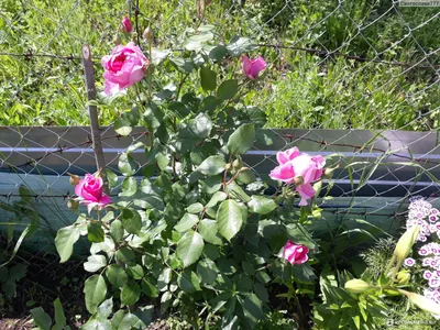 Роза плетистая Пинк ноз Клаудс - «Если Вам хочется завести в саду плетистую  розу -присмотритесь к Пинк ноз Клаудс.» | отзывы
