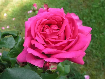 Сола (Sola) - Розы Японской Селекции - Розы - Каталог