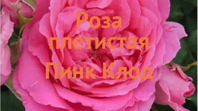 ШРАБЫ – купить саженцы роз в розницу оптом ст Кущевская Краснодарского края  | Розы Вдохновения