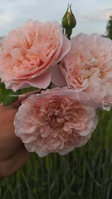 Роза плетистая Пинк Клауд (rosa climbing pink cloud) 🌿 обзор: как сажать,  саженцы розы Пинк Клауд - YouTube