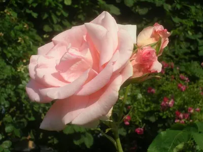 Купить саженцы плетистых роз с сильным ароматом в Минске в интернет  магазине Долина Растений