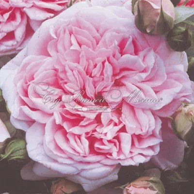 Роза Чайно-гибридная Flamingo | Розы, Цветение, Хеномелес
