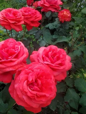 Плетистые розы купить саженцы в Минске в интернет-магазине с доставкой  почтой | cvetbel.by
