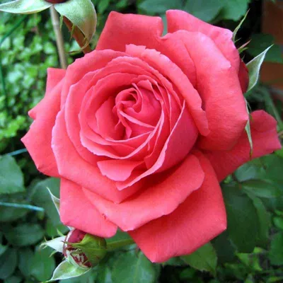 Саженцы роз, роза садовая плетистая Дача №1 95685246 купить за 355 ₽ в  интернет-магазине Wildberries