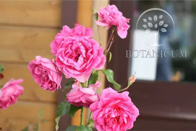 Роза Therese Bugnet (Тереза Багнет) – купить саженцы роз в питомнике в  Москве