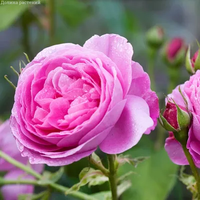 Флорибунда розы | Купить в Казахстане | Цены на Satu.kz