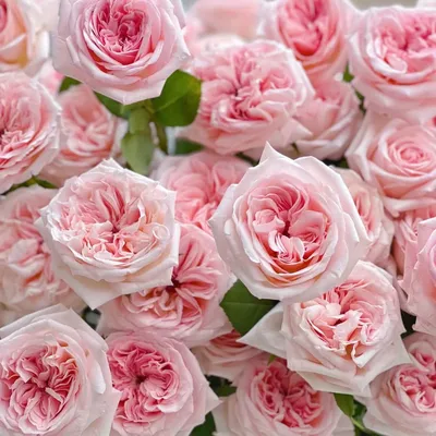 Pink O'Hara Garden Rose - Wholesale Bulk Flowers - Cascade Floral