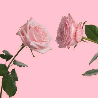 Pink O'Hara Roses - Garden Roses Direct