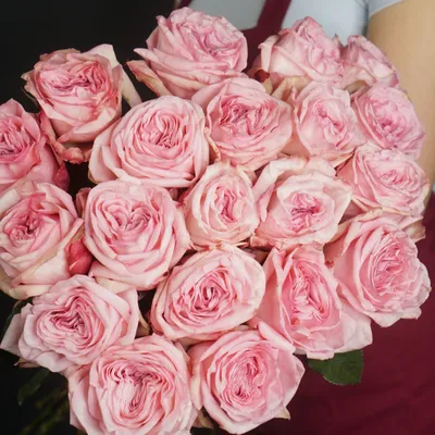 25 пионовидных роз Pink O'Hara (Пинк Охара) 25 шт. купить с доставкой в  Москве. Цена от 9750 ₽