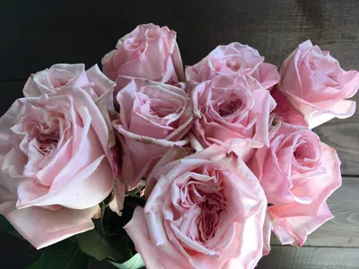 Pink O'Hara – Grace Rose Farm
