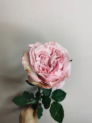 15 пионовидных роз \"Pink O'hara\" доставка в Красноярске | ФлоРум24