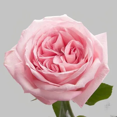 Пинк О'Хара — букет романтических ароматных роз – купить за 6 105 ₽ | Фея  розы
