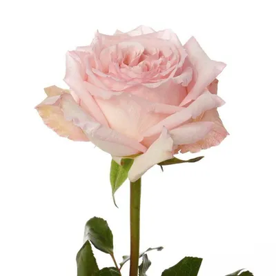 Монобукет из ароматной пионовидной розы O'Hara Pink - Купить цветы в Сочи  от Rococo