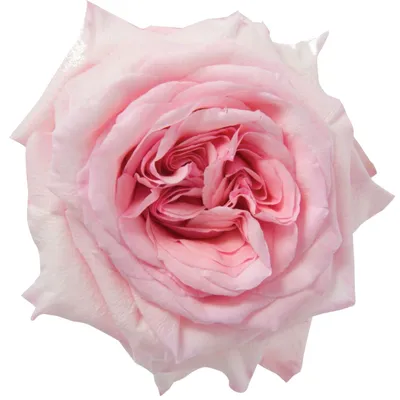 Роза пионовидная ароматная Pink Ohara (поштучно) купить с доставкой в СПб