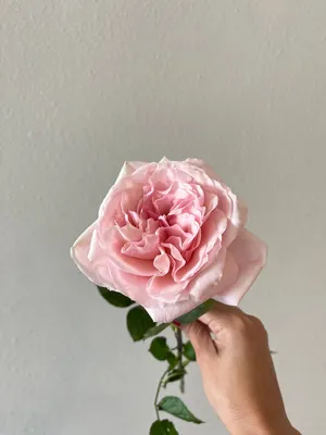 Ароматные розы Пинк Охара - купить в Москве | Flowerna
