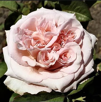 Эквадорская роза Пинк Охара 60 см - Заказать эквадорскую розу Пинк Охара  поштучно с Доставкой | BUKETLAND