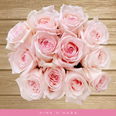 Pозы Pink O'Hara - bloomflowers.pl