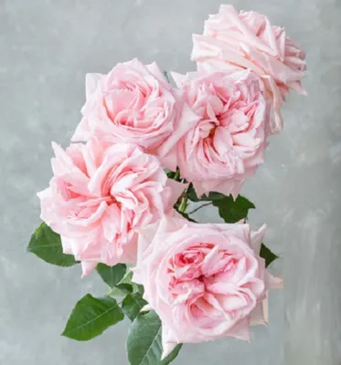 51 ароматная роза Pink Ohara