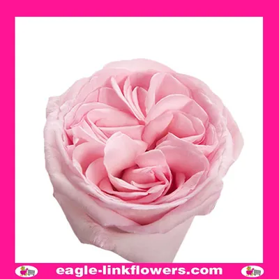 Роза Пинк Охара, 50 см - заказать и купить цветы с доставкой | Donpion