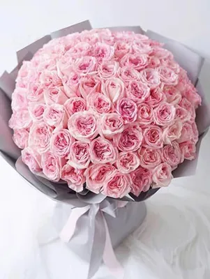 Garden Roses Pink O'hara Light Pink Rose bush for sale - Free Delivery $80  – Eblooms Farm Direct Inc.