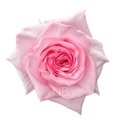 Rosa Parfum Pink O hara | ROPRK | Parfum Roses | Parfum Flower Company |  All Products | Coloríginz