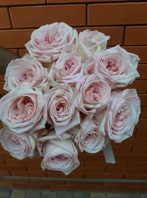 Pink Ohara | Light Pink Garden Rose - Rosas del Corazón