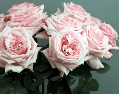 Купить Букет из пионовидной розы Пинк Охара с доставкой по Томску: цена,  фото, отзывы.