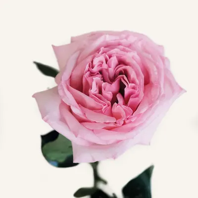 Pink O'Hara | Wholesale Ecuadorian Roses | Native Blooms
