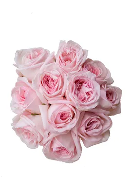Роза «Пинк Охара» пионовидная ароматная | Цветы «FlowerAnna»