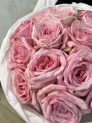 Французская роза Пинк О'Хара