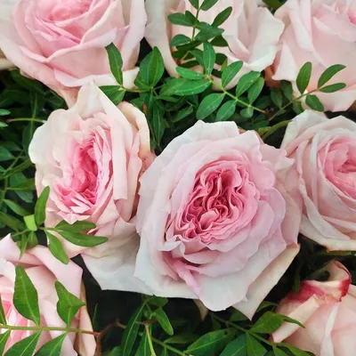101 ароматная роза Pink Ohara | доставка по Москве и области