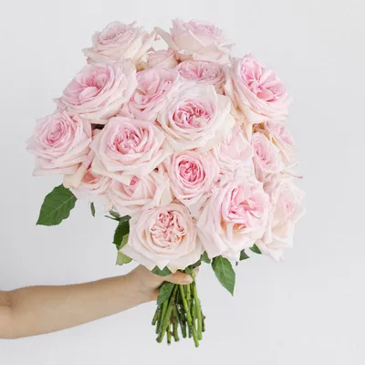 Пионовидные розы Pink O'Hara — купить в Москве - Цветочная Лавка Расцветай