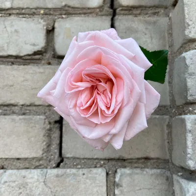 Pink O'Hara® Rose Bush | Grace Rose Farm – Grace Rose Farm (Rose Bushes)