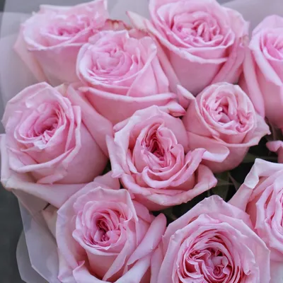11 роз Pink O'Hara купить в Краснодаре с доставкой