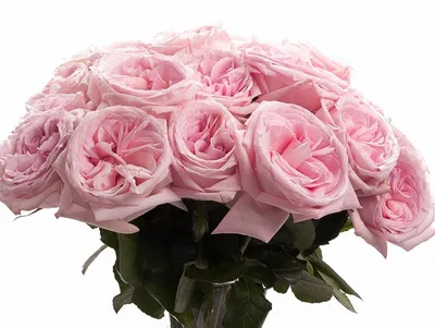 Купить розы поштучно «Роза pink ohara» в Челябинске в интернет-магазине  «Flower Duet»
