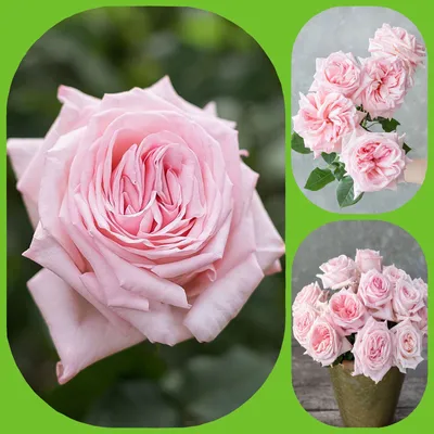 Купить Пионовидные розы Пинк О'хара «Planty» №658