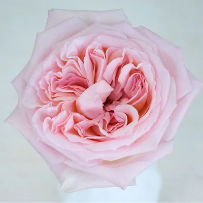 Garden Roses Pink O'hara Light Pink Rose bush for sale - Free Delivery $80  – Eblooms Farm Direct Inc.